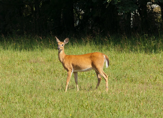 Top Spots for Deer Hunting in North America