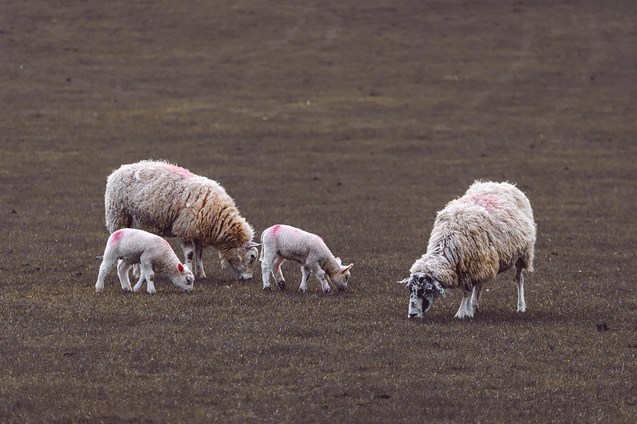sheep
